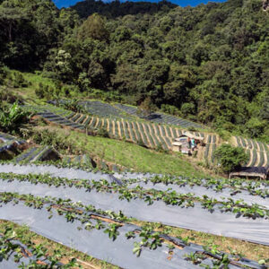 agroforestry untuk keberlanjutan sumber daya alam