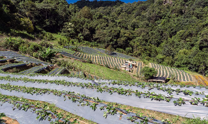 agroforestry untuk keberlanjutan sumber daya alam